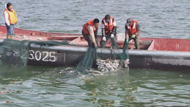 新疆福海縣前三季度漁業產量7100噸(圖1)