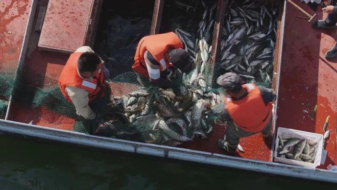 新疆福海縣前三季度漁業產量7100噸(圖2)