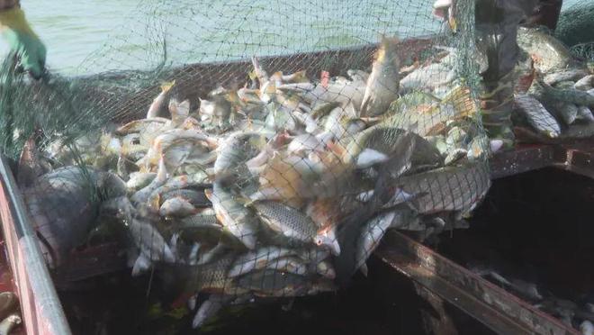新疆福海縣前三季度漁業產量7100噸(圖3)