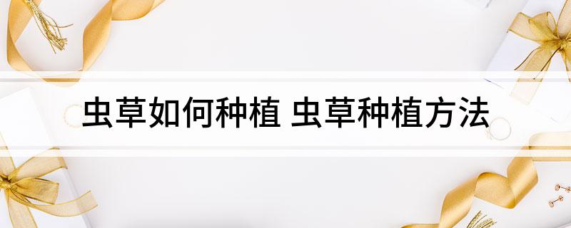 蟲草如何種植 蟲草種植方法(圖1)