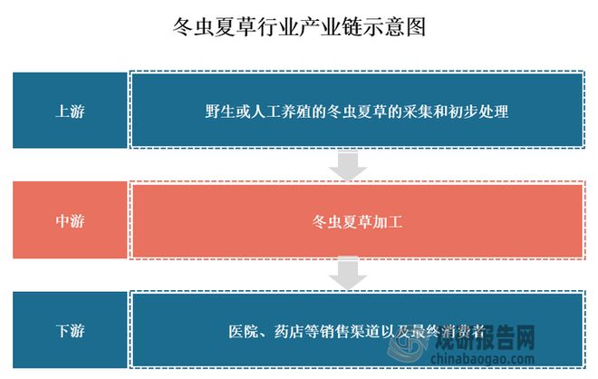 我國冬蟲夏草人工繁育實現規?；?應用附加值提升帶動市場擴容(圖3)