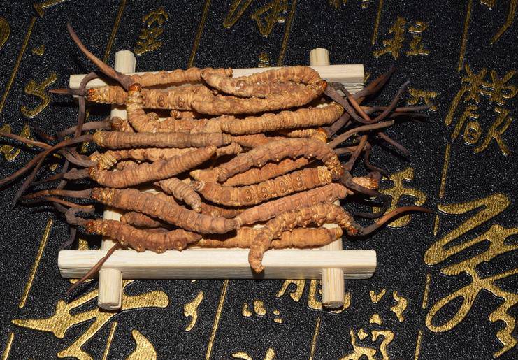 蟲草培養(yǎng)基制備操作細(xì)節(jié)分析(圖1)