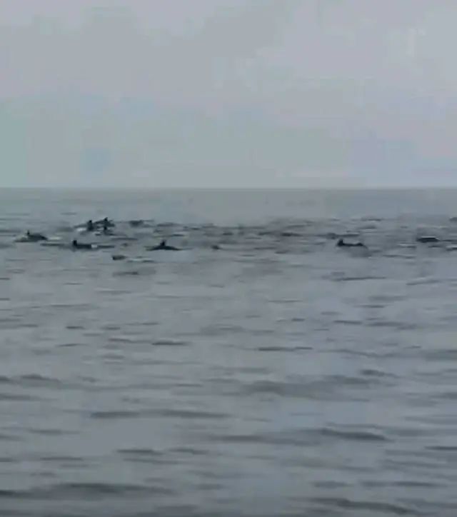 Kaiyun：100余頭！深圳一海域驚現海豚群(圖2)