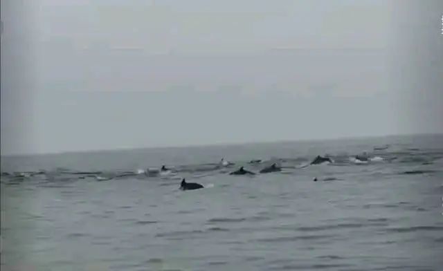 Kaiyun：100余頭！深圳一海域驚現海豚群(圖3)