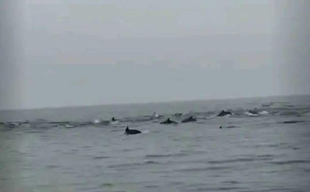 Kaiyun：100余頭！深圳一海域驚現海豚群(圖1)