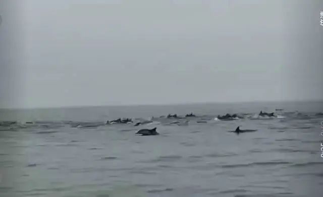 Kaiyun：100余頭！深圳一海域驚現海豚群(圖4)