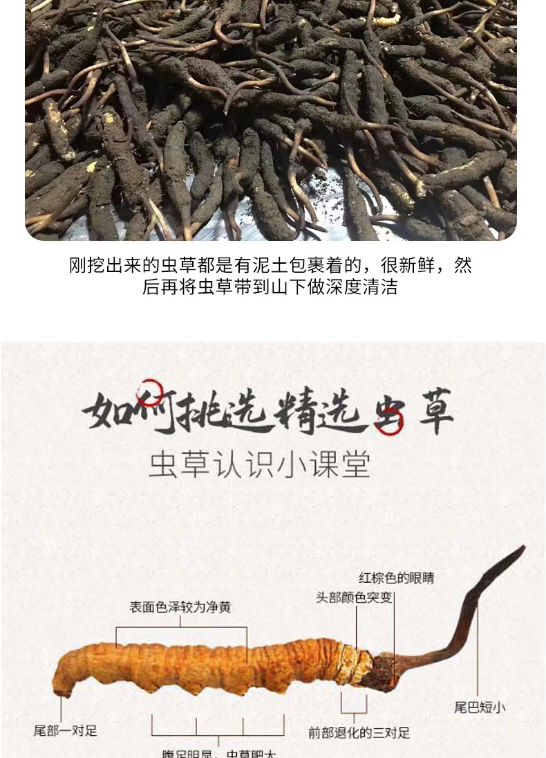 眾興菌業(yè)：冬蟲夏草工廠化仿生培育項(xiàng)目正在推進(jìn)中(圖1)