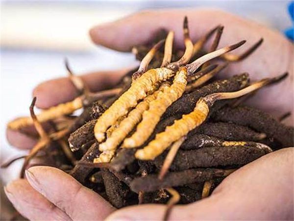 眾興菌業子公司擬投123億元實施冬蟲夏草工廠化仿生培育更新改造項目_產業資訊_食用菌新聞_中國食用菌商務網(圖1)