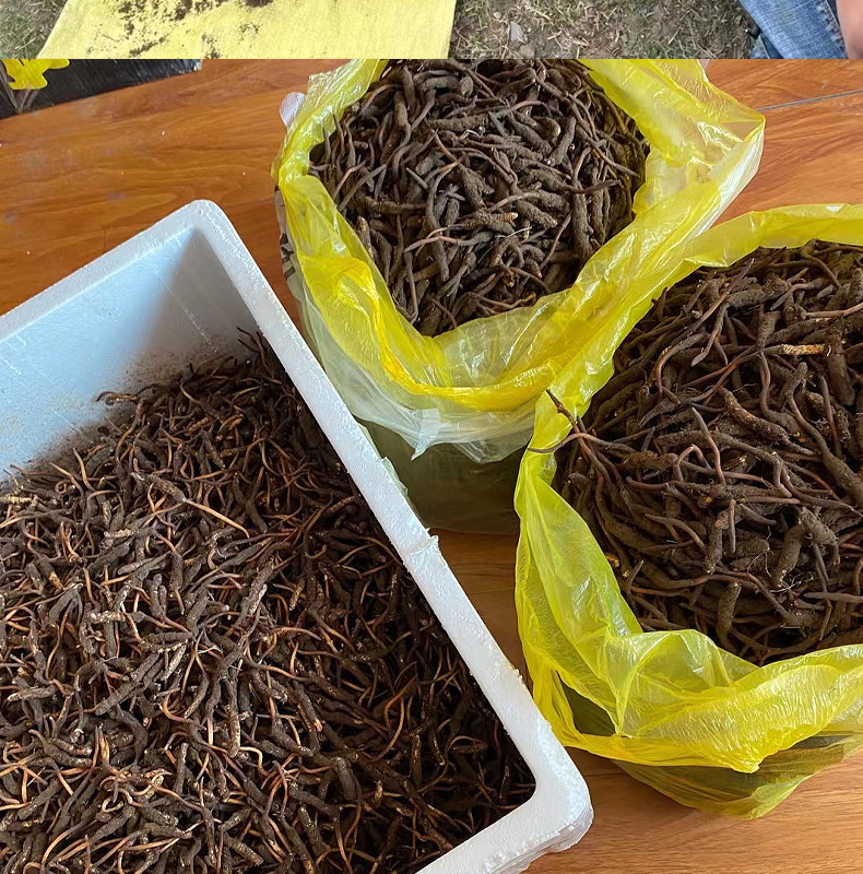 眾興菌業(yè)叫停金針菇部分產(chǎn)能加碼布局冬蟲夏草_產(chǎn)業(yè)資訊_食用菌新聞_中國食用菌商務(wù)網(wǎng)(圖1)
