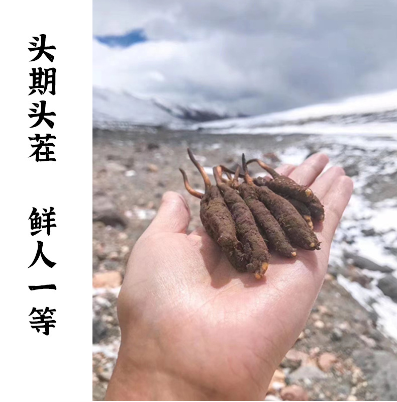 一種冬蟲夏草野外培育的方法與流程(圖1)
