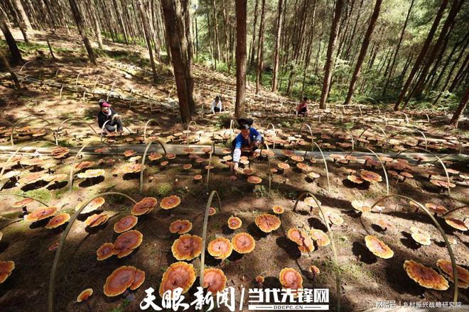 林下經(jīng)濟高質(zhì)量發(fā)展的機遇與挑戰(zhàn)——全國典型案例的實踐分析報告(圖2)