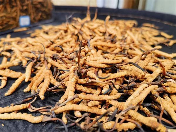Food Biosci青海大學(xué)轉(zhuǎn)錄代謝解碼人工蟲草為何缺了那縷高原魂(圖1)